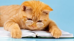 6 Веселі книги про пригоди котів: гарантовано гарний настрій