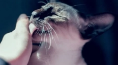 7 Не очевидних причин, чому кішка наполегливо облизує руку