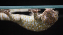 7 Неймовірних здібностей тварин