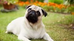 8 Порід собак, які швидко стають смертельними