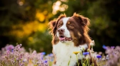 8 Порід собак, які легко несуть тепло