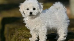 8 Порід собак, які не забезпечують незручності навіть у невеликій квартирі