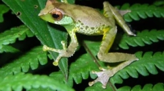 9 Нові типи тварин, що знаходяться у великій області меконг