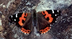 Адмірал червоний канарський