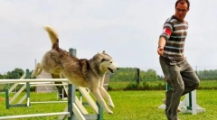 Adjiliti для собак: гра, для якої приз