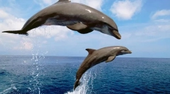 Амультіна черноморська