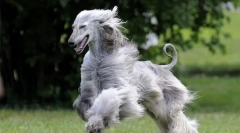 Афганський