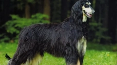 Афганська борзая (фото): реальний довгошерстий аристократ