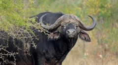 Африканський бик