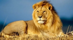 Африканський лев