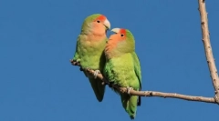 Африканські нещастя