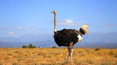 Африканський страус