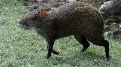 Agouti