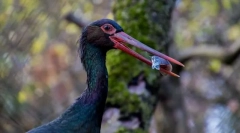 Лелека чорний