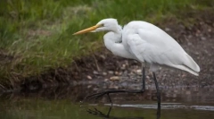 Аустоподібний. Відділення птахів