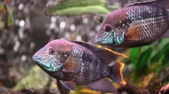 Акара красногрудай