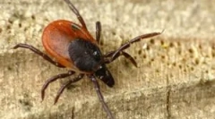 Акарицидні препарати та процедура обробки від кліщів