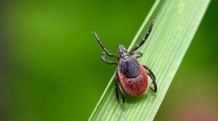 Акарологія