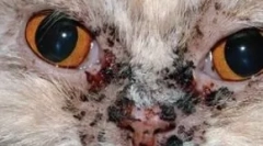 Вугрів у котах: ідентифікація, діагностика та лікування