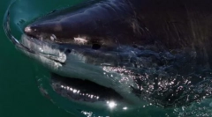 Акула алігатор