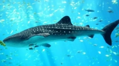 Акула кітто