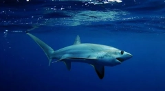 Акула лізіца