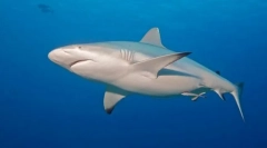 Акула сіра рейфова