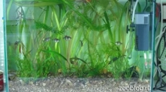 Акваріум робить це самостійно