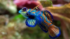 Акваріумна риба (фото та назва): виберіть тварину