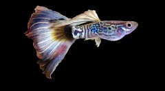 Акваріумна риба guppi (фото): бризки яскравих кольорів у зелених густих водоростях