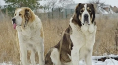 Алабай (центральноазіатський пастух)