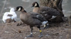 Алеутська канадська казарка