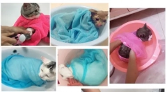 Aliexpress.com - вибір цікавих продуктів для собак та котів