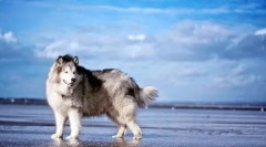Аляскина маламут (фото): вражаюча собака для активних сімей