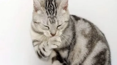 Алергія до кішок: як проявляється і обробляється