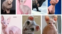 Алергія на лисий кішок: чому з'являються і як лікувати