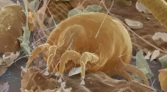 Алергія до пилу