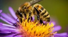 Алергія бджола