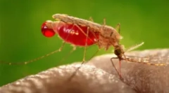 Алергія до покусу комарів