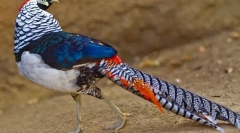 Алмазний фазан