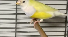 Amadins догляд та обслуговування вдома