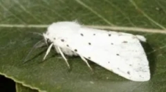 Американський білий метелик