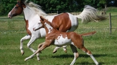 Американські коні