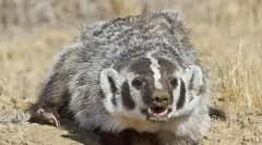 Американський барсук