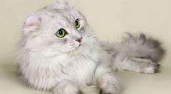 Американський керл