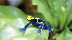 Амфібії. Будівництво та особливості