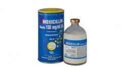 Амоксицилін для кішок: свідчення, схема прийому та інші важливі моменти