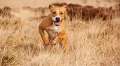 Amstaff (фото): ніжний домашній і вірний захисник