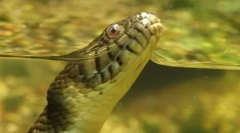 Anaconda - найбільша змія сучасності