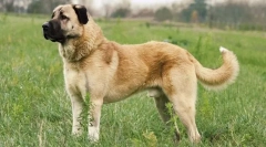 Анатолій карабаш